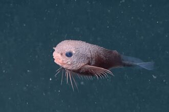 snailfish