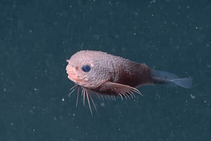 snailfish