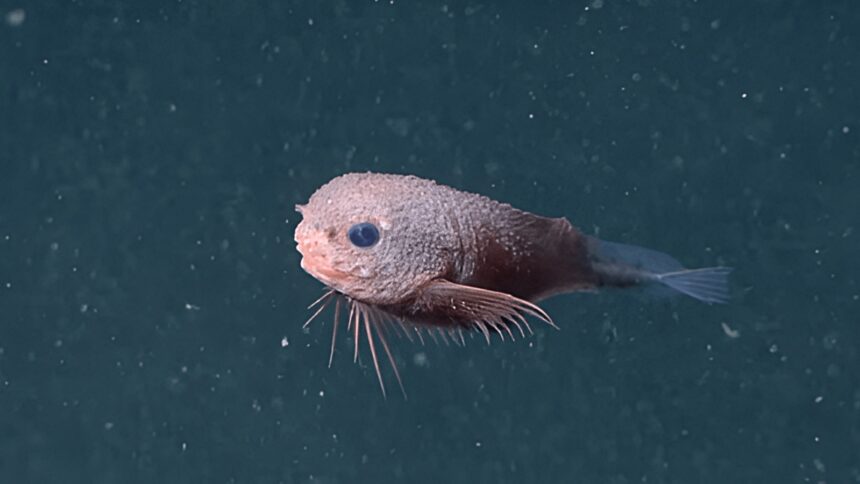 snailfish