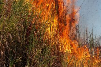Sparks or sabotage? 15 acres of maize lost in Telangana fire; farmers blame power lines, officials suspect foul play