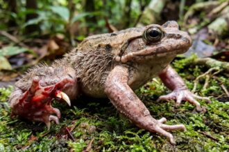 hairy frog