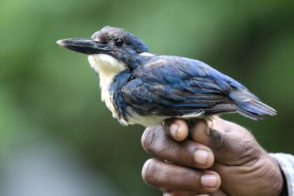 birds