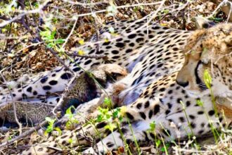 The birth is the second consecutive breeding event involving a cheetah born on Indian soil.