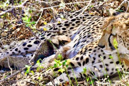 The birth is the second consecutive breeding event involving a cheetah born on Indian soil.