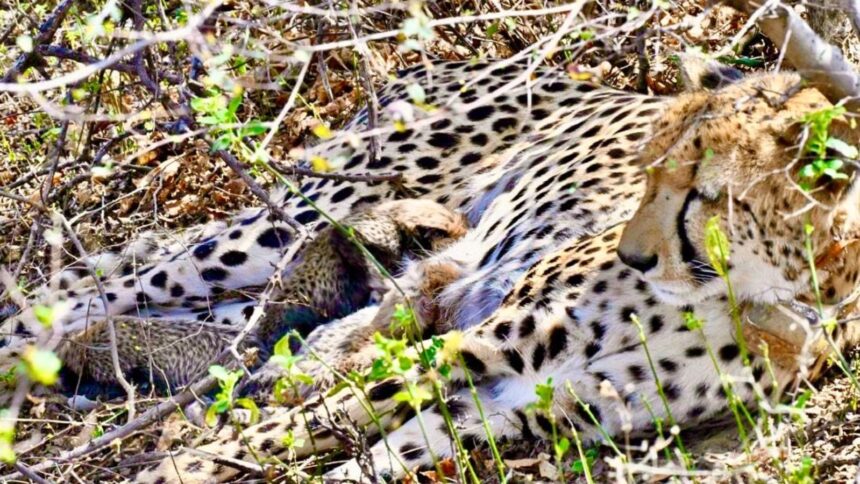 The birth is the second consecutive breeding event involving a cheetah born on Indian soil.