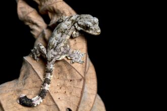 Lizard