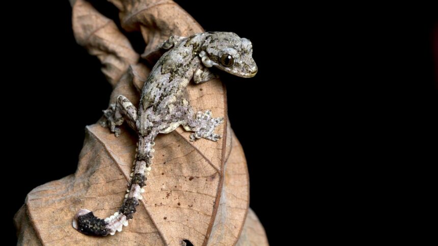Lizard