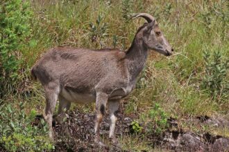 Nilgiri Tahr