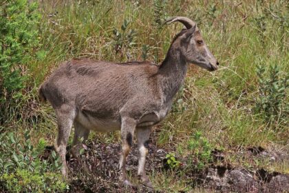 Nilgiri Tahr