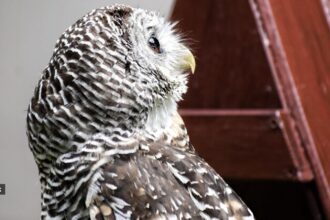 When it comes to survival, some animals are equipped with abilities that push the boundaries of what seems biologically possible. 
