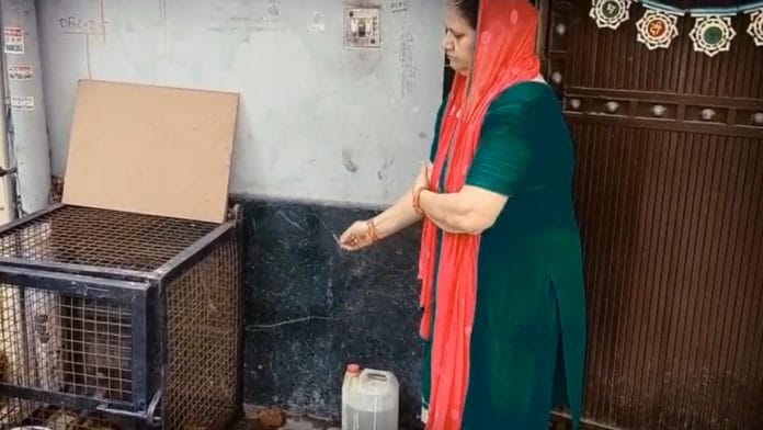 A woman does aarti for pigs kept in a cage outside her home, using incense sticks. | By special arrangement