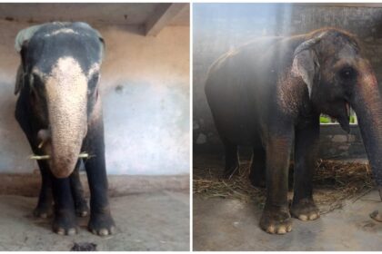 In Jaipur, a ‘pink’ elephant, a video — and a storm that followed