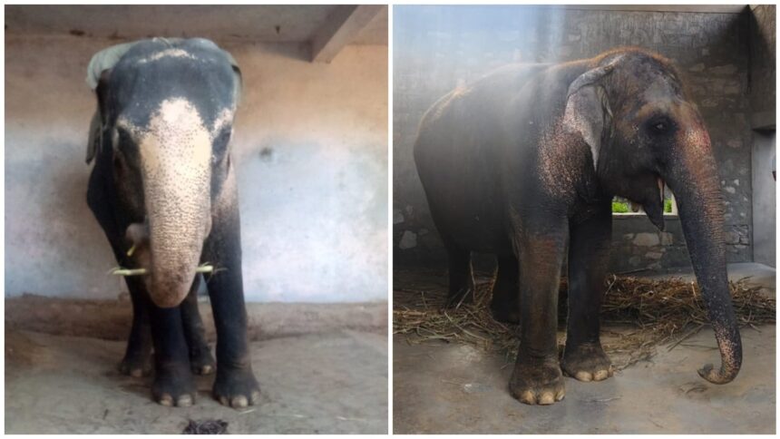 In Jaipur, a ‘pink’ elephant, a video — and a storm that followed
