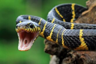 snake