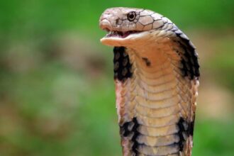 According to the police in southern Bavaria state, the 'snake charmer' let one of the snakes, believed to a cobra, crawl into the trousers of the 57-year-old man, before it bit him in the leg.