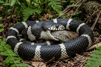 snake