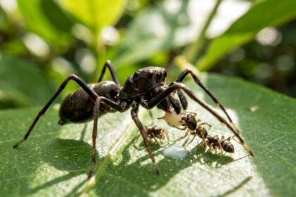 spider