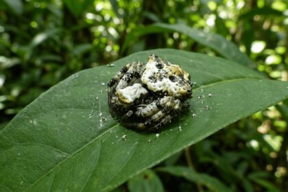 spider