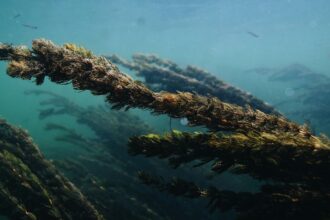 Researchers believe these early forests would have created a rich and stable environment capable of supporting diverse ecosystems. (Image for representation: Unplash)