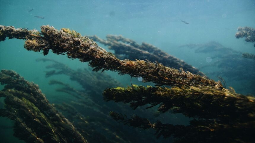 Researchers believe these early forests would have created a rich and stable environment capable of supporting diverse ecosystems. (Image for representation: Unplash)