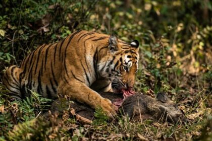 tiger