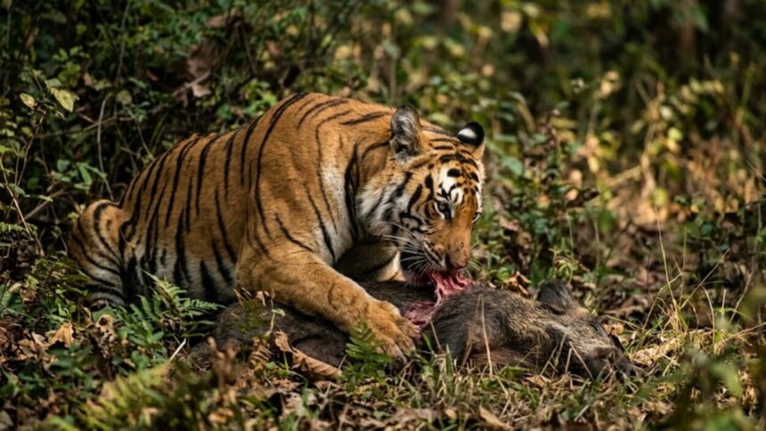 tiger