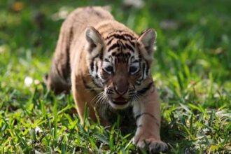 A tiger family lost: Tigress and 4 cubs die within days at Kanha Tiger Reserve