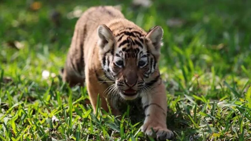 A tiger family lost: Tigress and 4 cubs die within days at Kanha Tiger Reserve