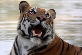 tiger