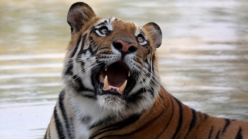 tiger