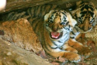 cub deaths in Kanha, Back-to-back cub deaths in Kanha, Kanha, Kanha cub deaths, Kanha Tiger Reserve, Bhopal, Kanha National Park, Indian express news, current affairs