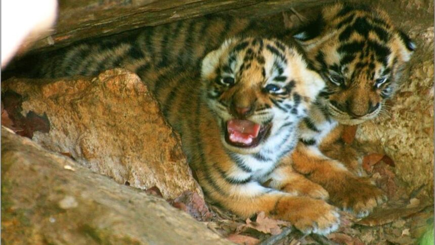 cub deaths in Kanha, Back-to-back cub deaths in Kanha, Kanha, Kanha cub deaths, Kanha Tiger Reserve, Bhopal, Kanha National Park, Indian express news, current affairs