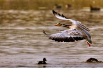 Uttar Pradesh has also emerged as the leading state in India for Ramsar-designated wetlands, now boasting 12 such sites.