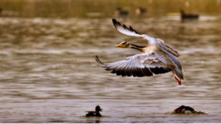 Uttar Pradesh has also emerged as the leading state in India for Ramsar-designated wetlands, now boasting 12 such sites.
