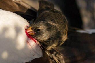 These blood-sucking finches belong to Darwin's famous group of 13 finch species that evolved from a single common ancestor