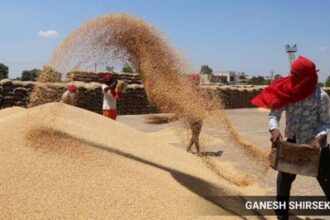 wheat procurement in Madhya Pradesh, Wheat procurement, wheat production, wheat, Shivraj Singh Chouhan, Indian express news, current affairs