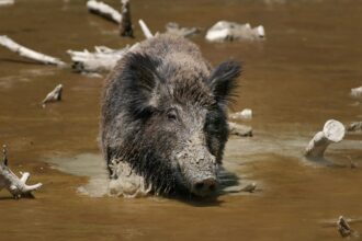 Discover the wild boar (Sus scrofa), an astonishingly adaptable omnivore known for scavenging bones and devouring nearly anything in its path.