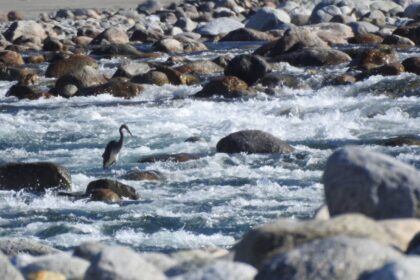 Arunachal Pradesh, Kalai-II hydel project, white bellied heron, indian express