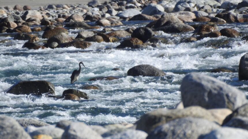 Arunachal Pradesh, Kalai-II hydel project, white bellied heron, indian express