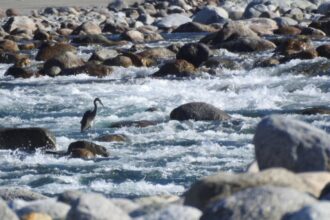 Proposal for Arunachal’s Kalai-II hydel project skips mentioning ‘endangered bird habitat’