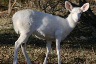 albino hog deer