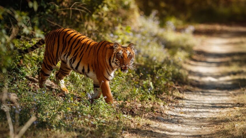 tiger