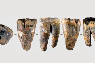 Researchers believe a 59,000-year-old Neanderthal tooth discovered in Siberia may contain the earliest known evidence of dentistry, predating previous examples by more than 40,000 years. (Image: Reuters)