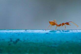 Asian needle ant