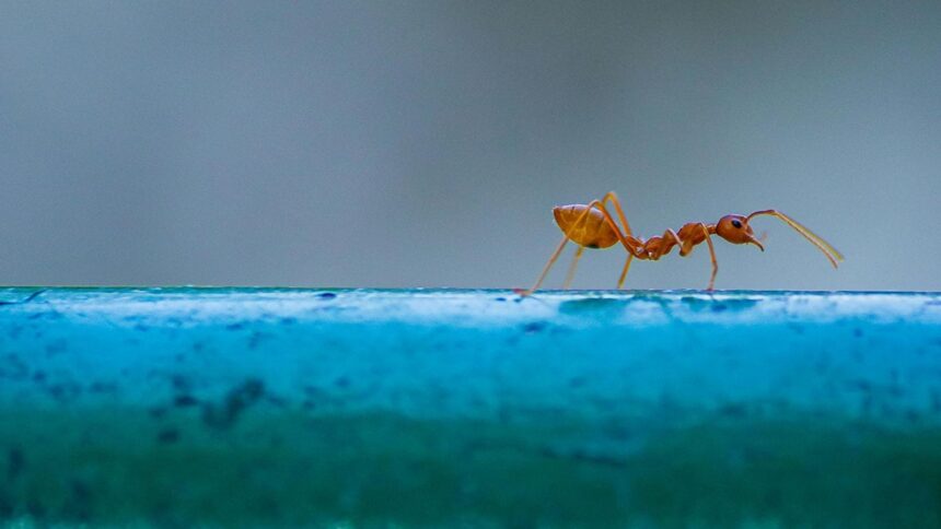 Asian needle ant