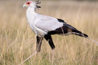 Secretary bird