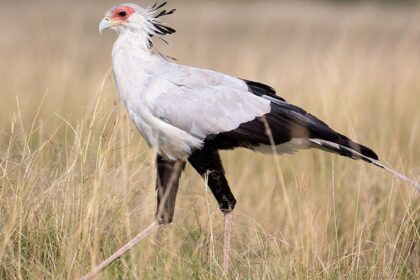 Secretary bird