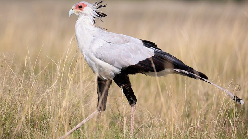Secretary bird