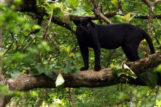 Black panther