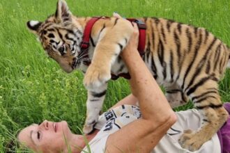 carmen zander with tiger